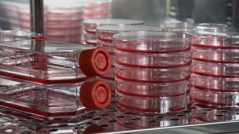 Petri Dishes