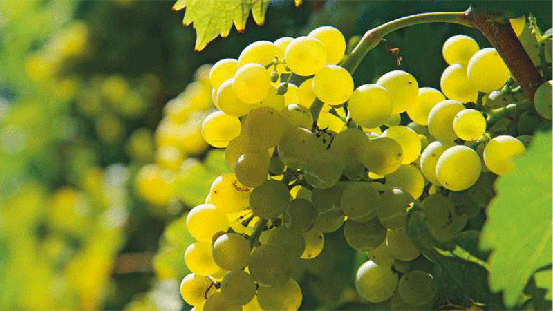 Grapes